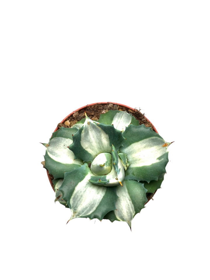 Agave potatorum ouhi-raijin variegata