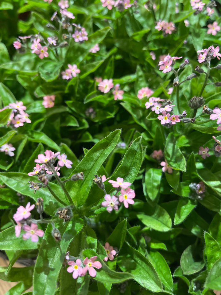 forget me not 'Mon Amie Pink'-Myosotis sylvatica