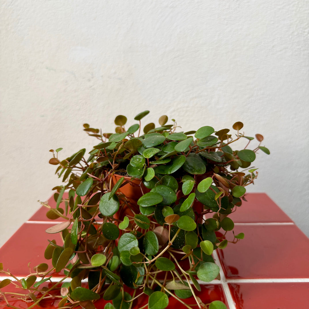 Peperomia Prostrata Pepperspot - String of Coins