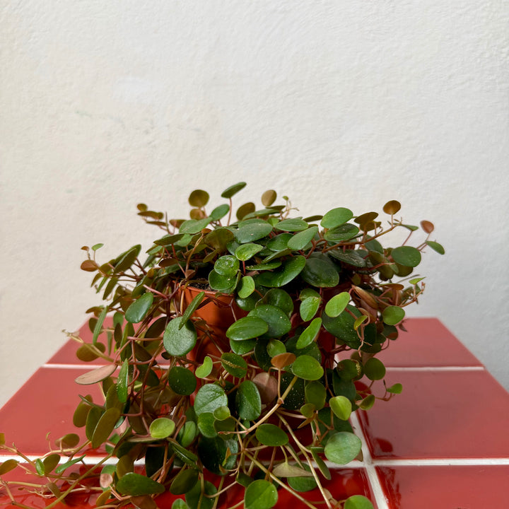 Peperomia Prostrata Pepperspot - String of Coins