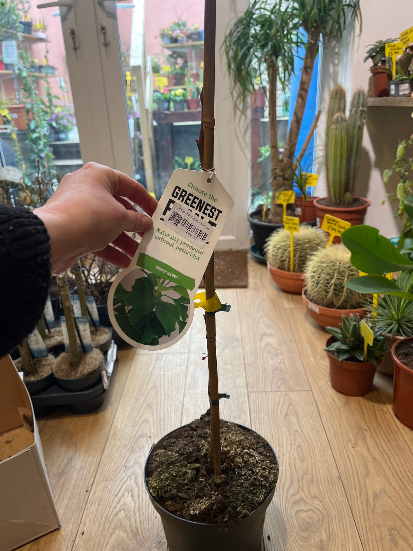 Ginkgo biloba maidenhair tree