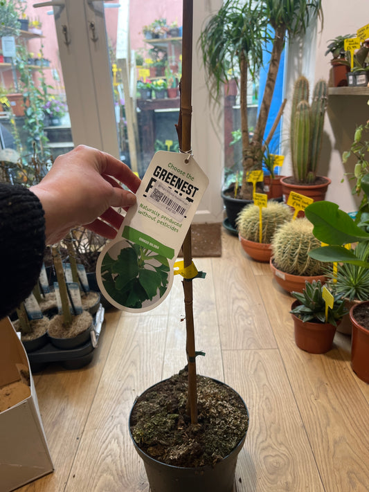 Ginkgo biloba maidenhair tree