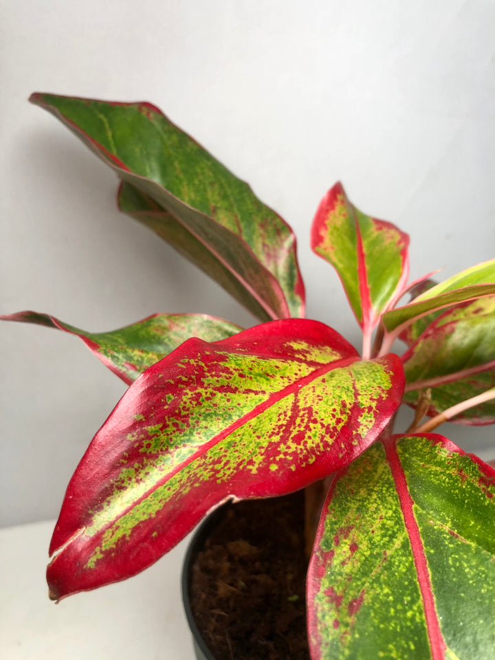 Aglaonema ‘Crete’ – Chinese Evergreen