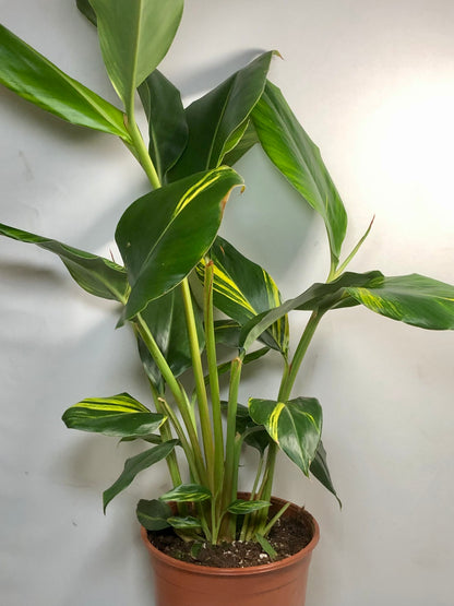 Alpinia zerumbet ‘Variegata’ Variegated Shell Ginger