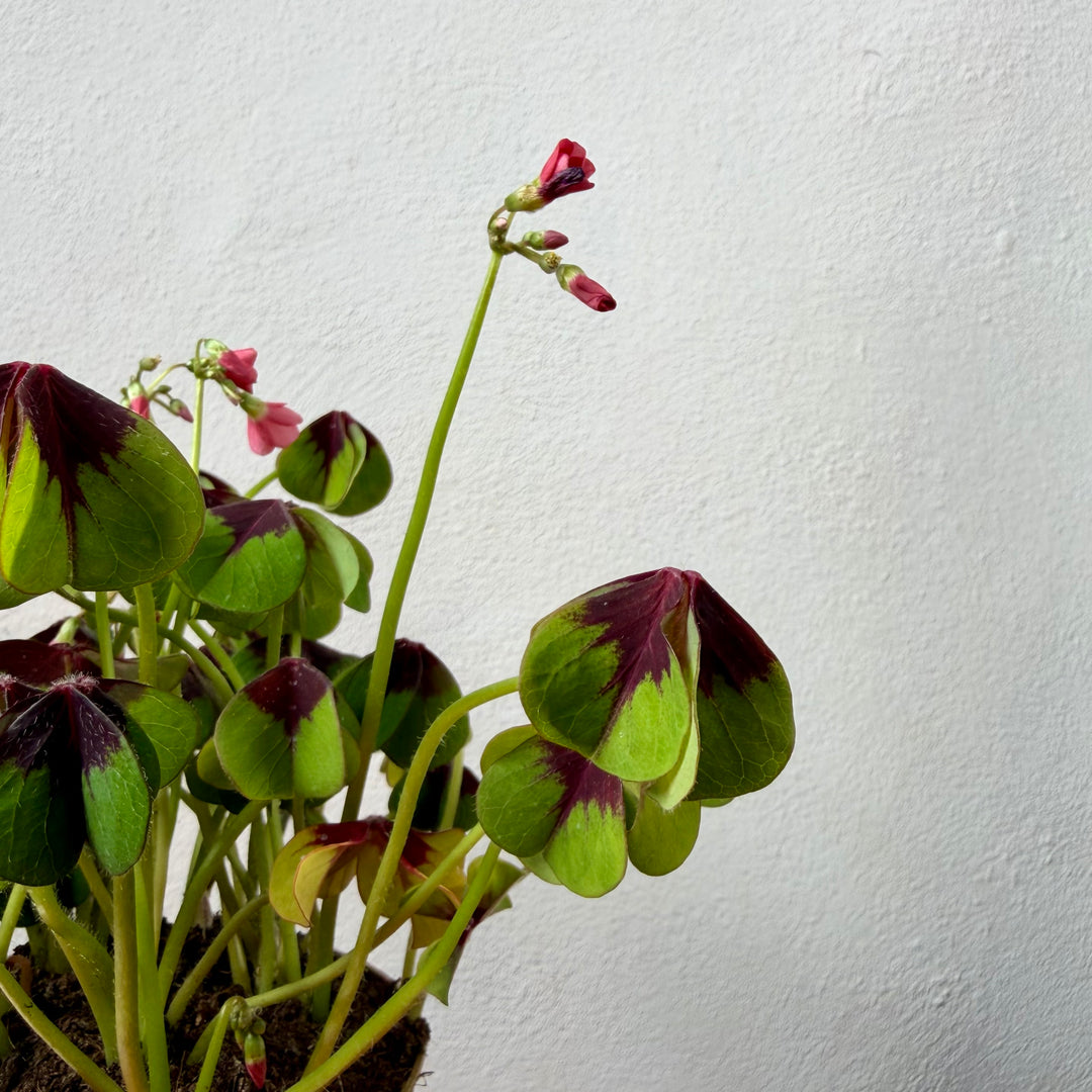 Oxalis Iron Cross - False Shamrock