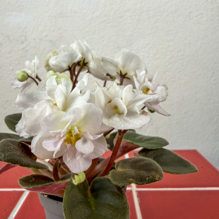 Saintpaulia – White Mini African Violet