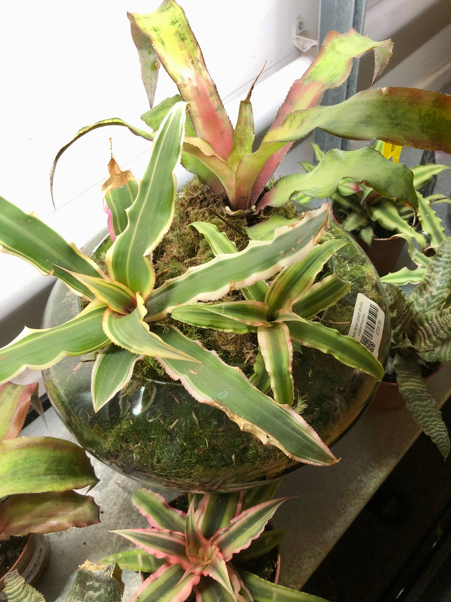 Glass Bowl Plant Studio Terrarium
