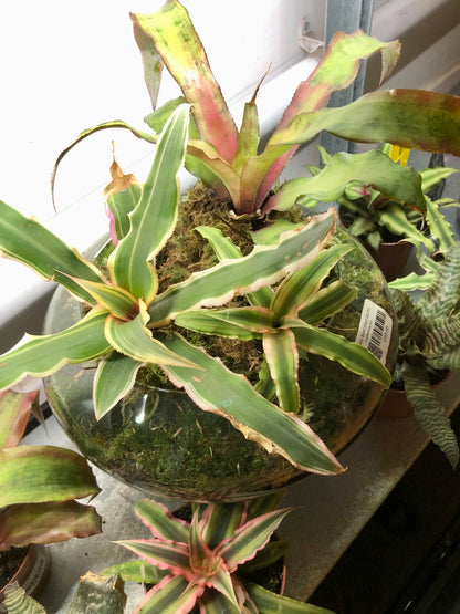Glass Bowl Plant Studio Terrarium