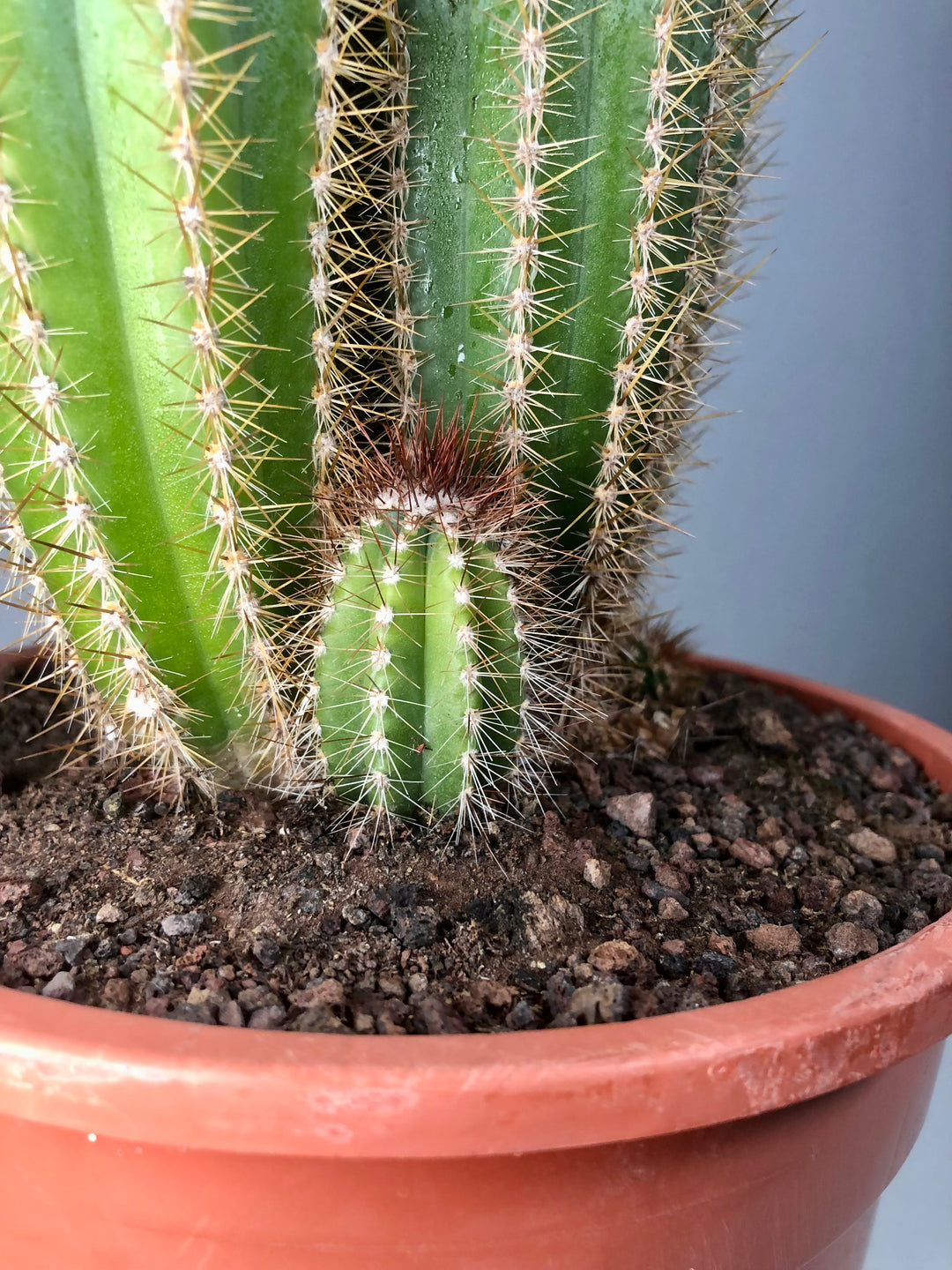 Pilosocereus azulensis - Pilosocereus azureus - blue torch cactus