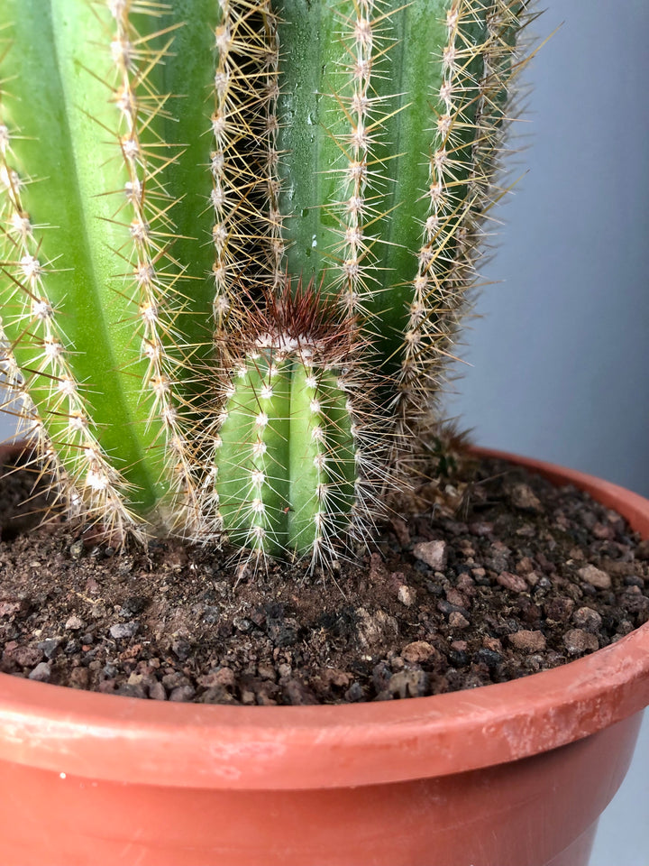 Pilosocereus azulensis - Pilosocereus azureus - blue torch cactus