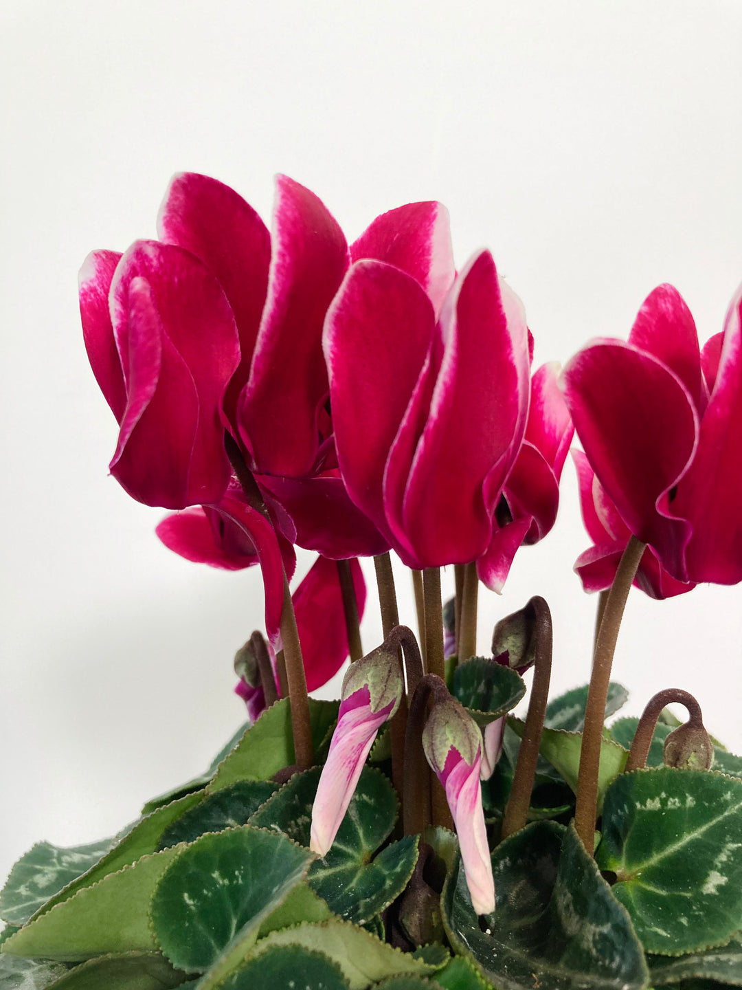 Cyclamen Kl Fantasia