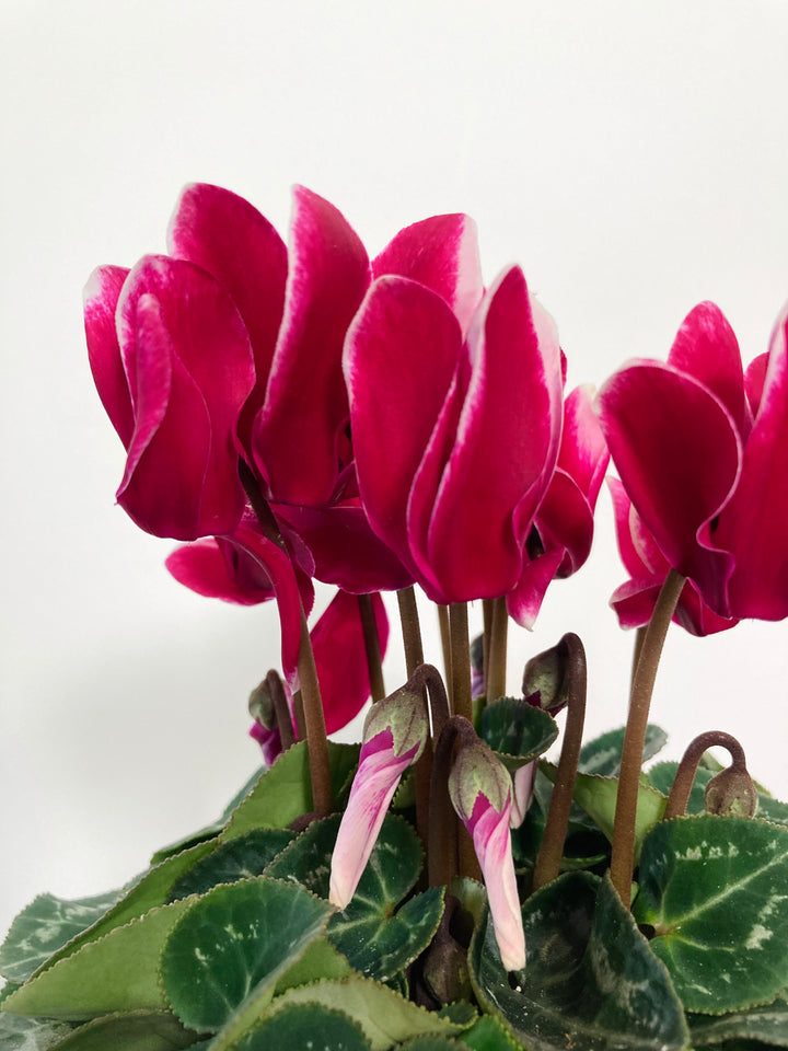 Cyclamen Kl Fantasia