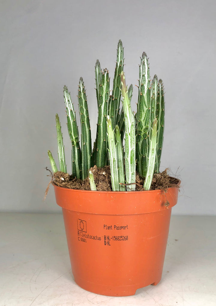Senecio Stapeliformis - pickle cactus