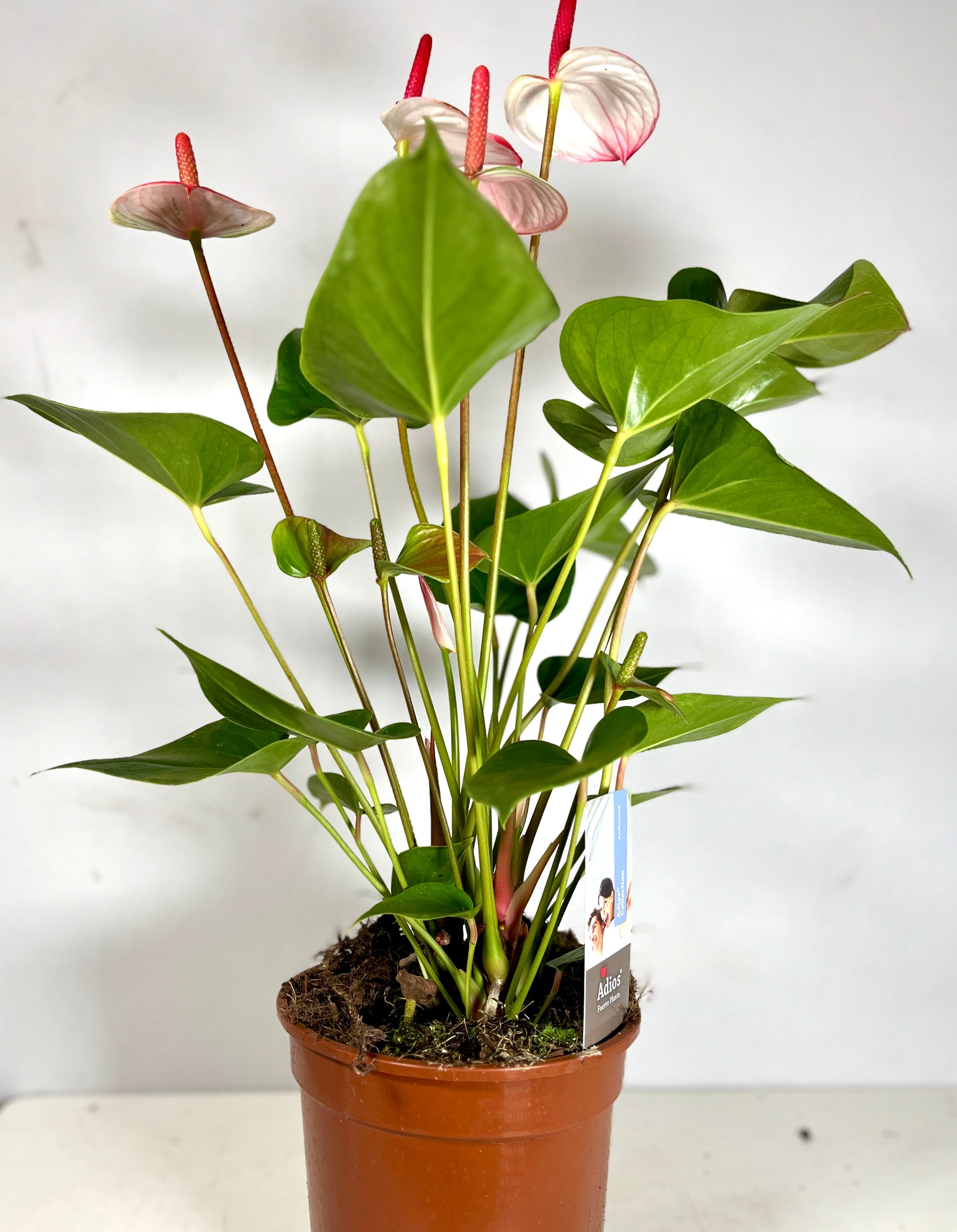 anthurium pink princess Anthurium 'Princess Amalia Elegance' – Plant Studio