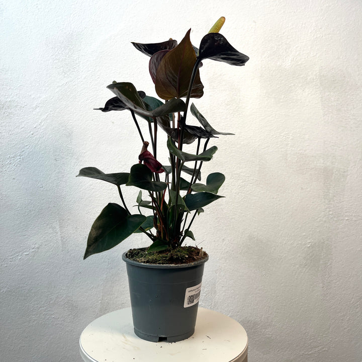 Anthurium 'Black Love' - Black Anthurium - Flamingo Flower