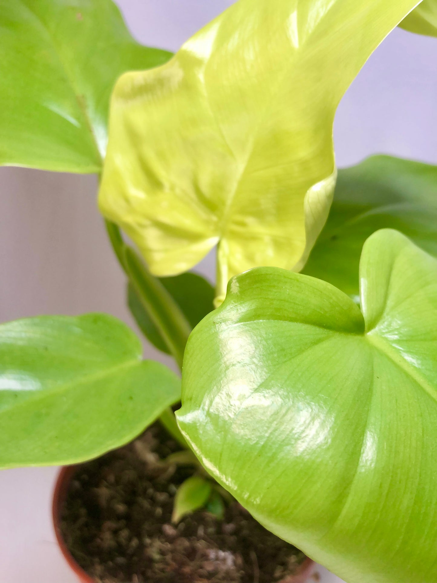 Philodendron Golden Violin