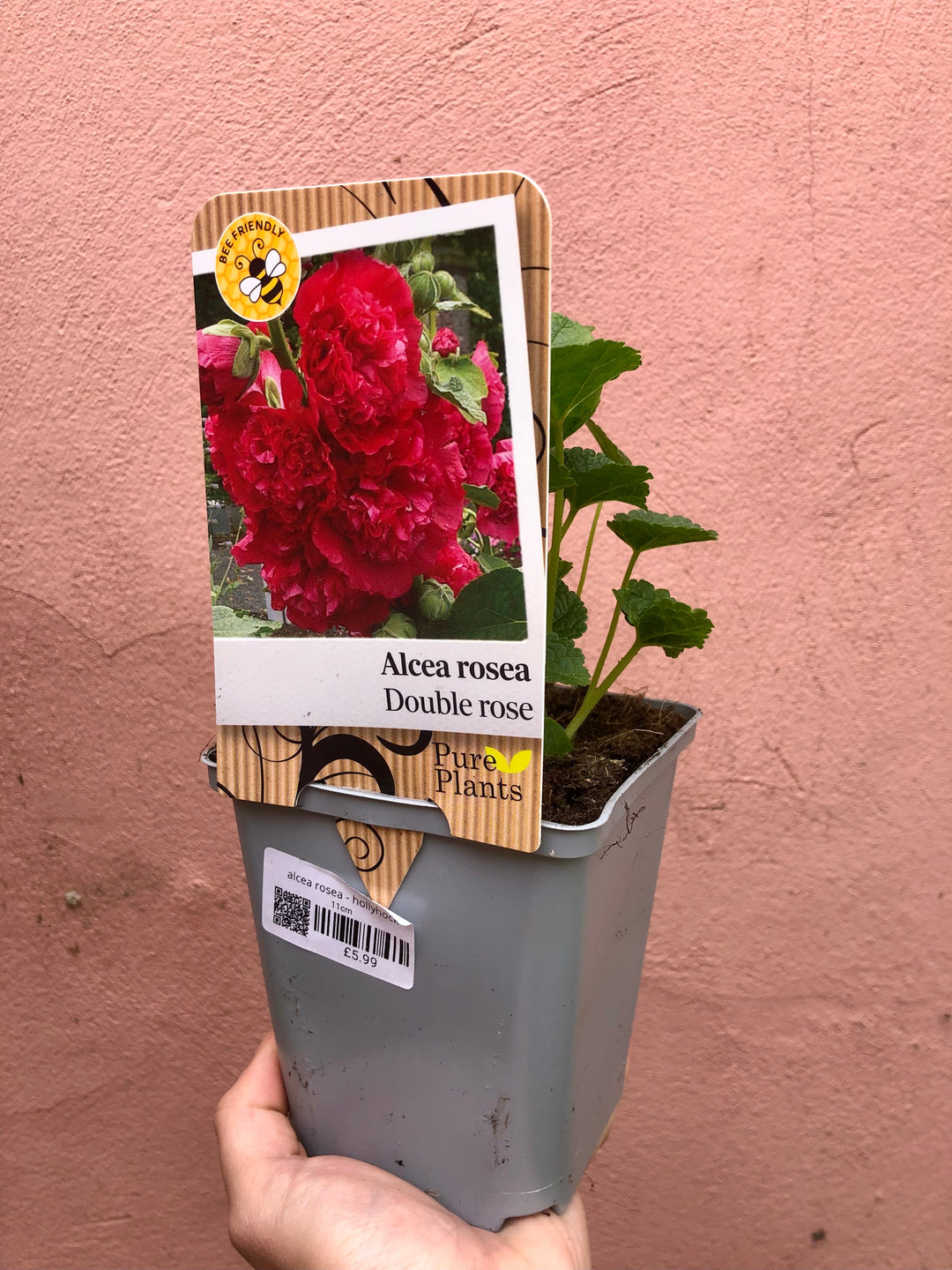 Alcea rosea - hollyhock
