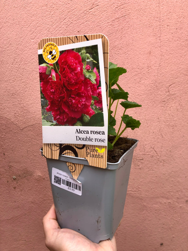 Alcea rosea - hollyhock