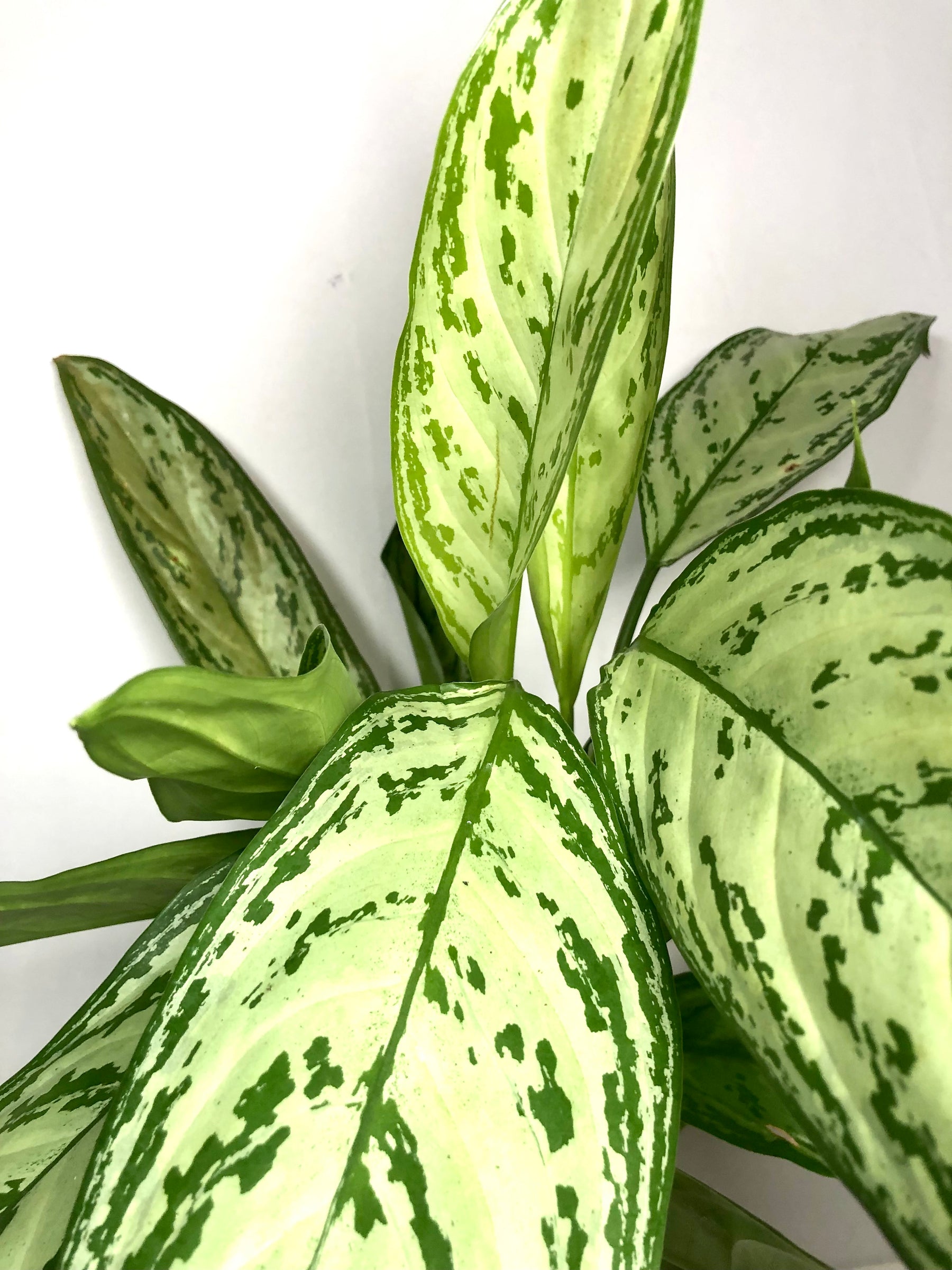 aglaonema bryant queen Aglaonema Silver Queen – Plant Studio