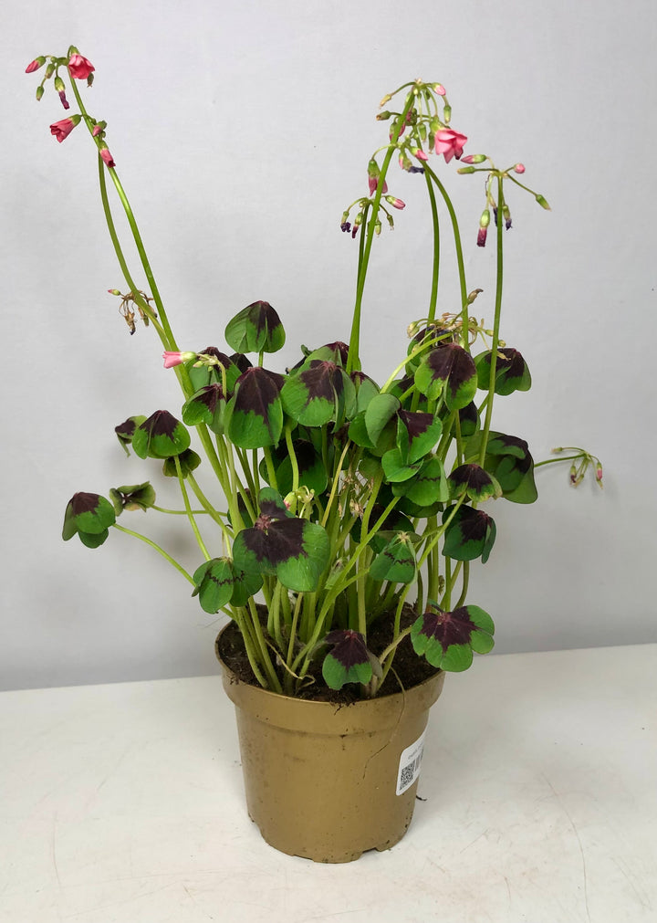 Oxalis Iron Cross - False Shamrock