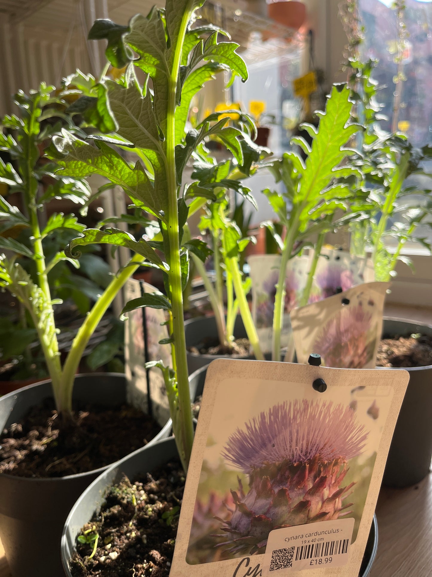 Cynara Cardunculus - cardoon- artichoke thistle