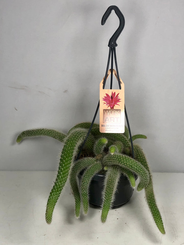 Hildewintera Colademonis or Cleistocactus Colademonis  - Monkey tail Cactus