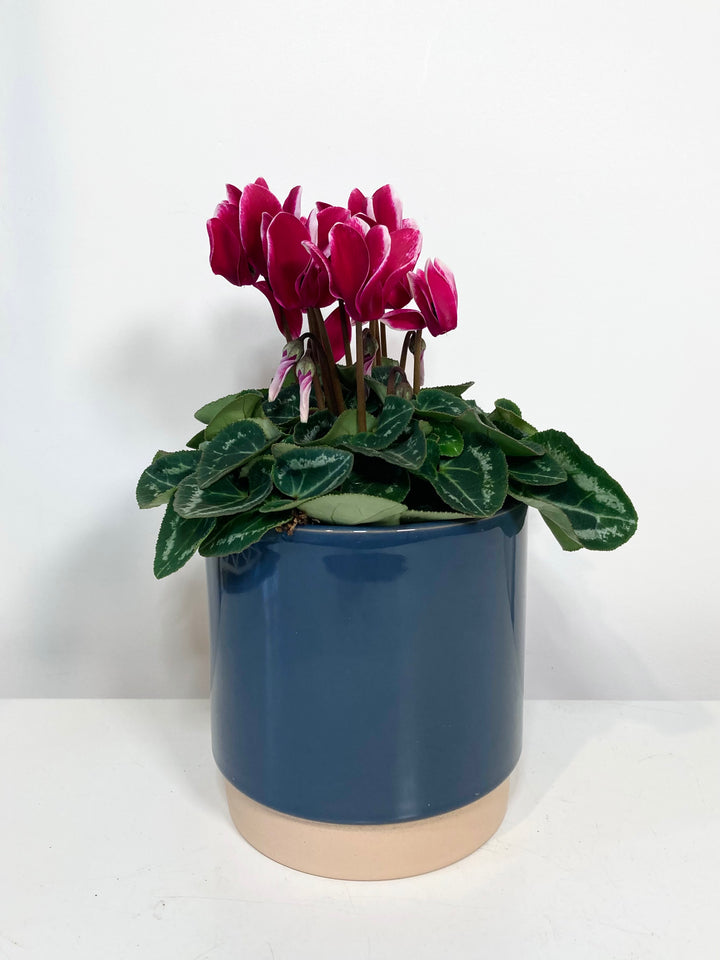 Cyclamen Kl Fantasia