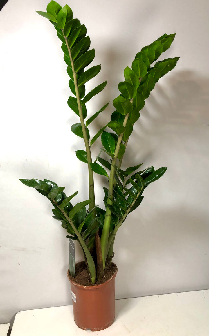 Zamioculcas Zamifolia- ZZ plant