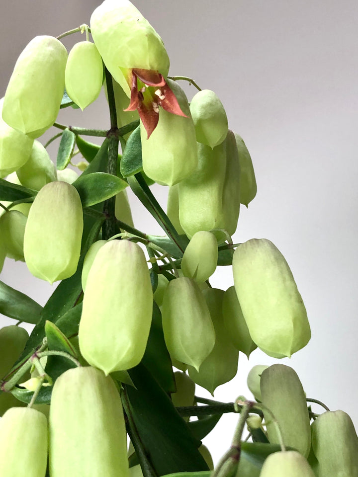 Kalanchoe 'Magic Bell'
