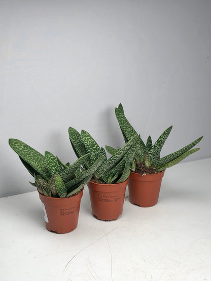 Gasteria Littele Worthy