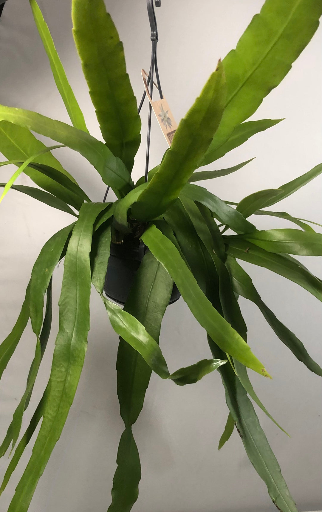 Epiphyllum Pumilum -  White Orchid Cactus