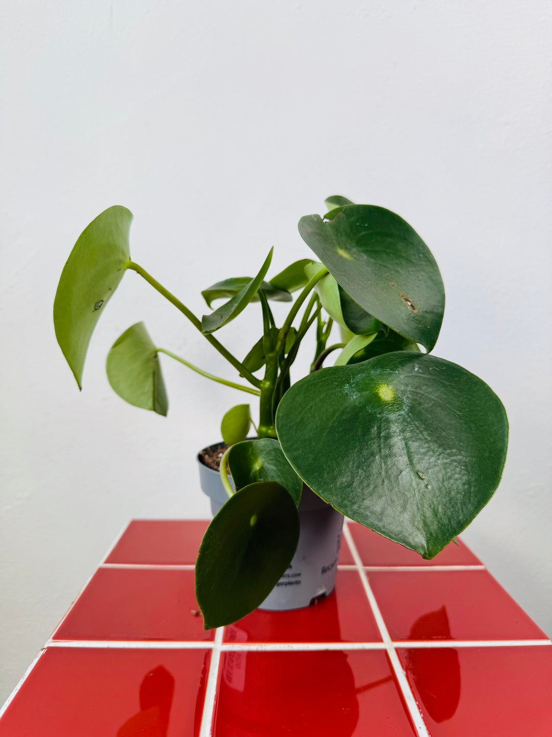 Peperomia Raindrop