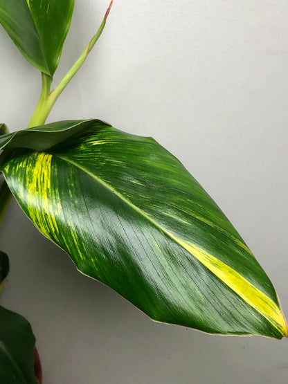 Alpinia zerumbet ‘Variegata’ Variegated Shell Ginger