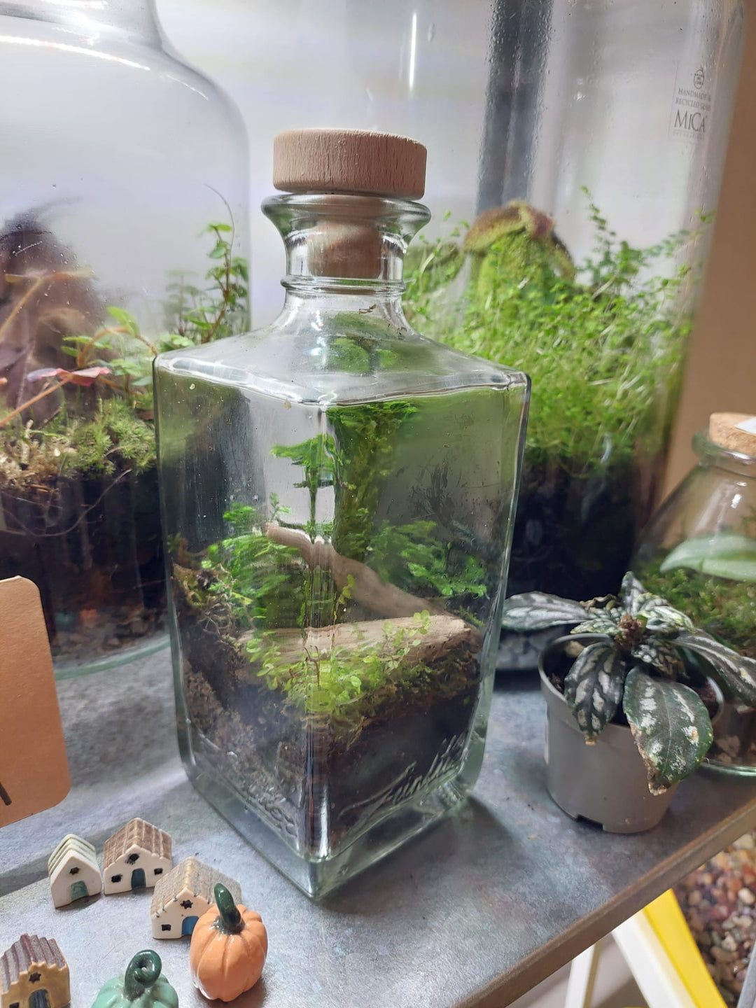 Plant.Studio Glass Terrarium bottle Plant Studio Terrarium lucky dip