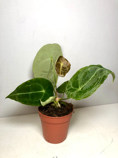 Anthurium Magnificum