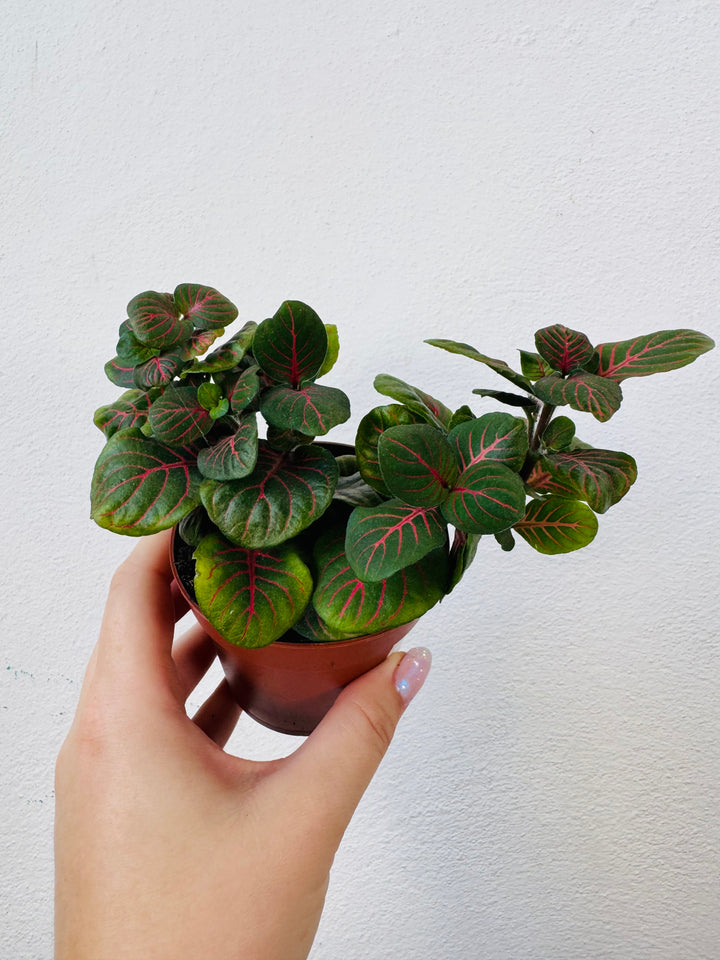 Fittonia Mix -Nerve Plant