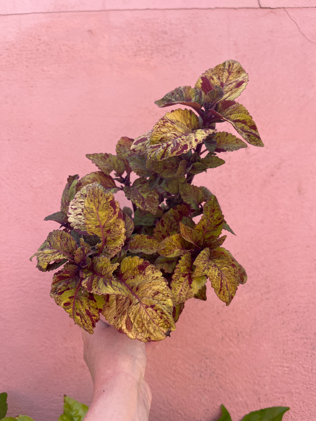 Solenostemon Sunfighter Coleus Marble Mania