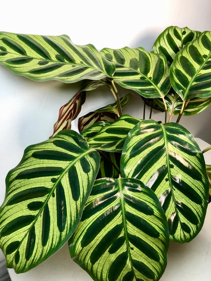 Calathea Makoyana