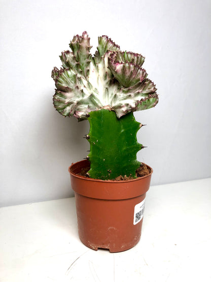 Euphorbia Cristata