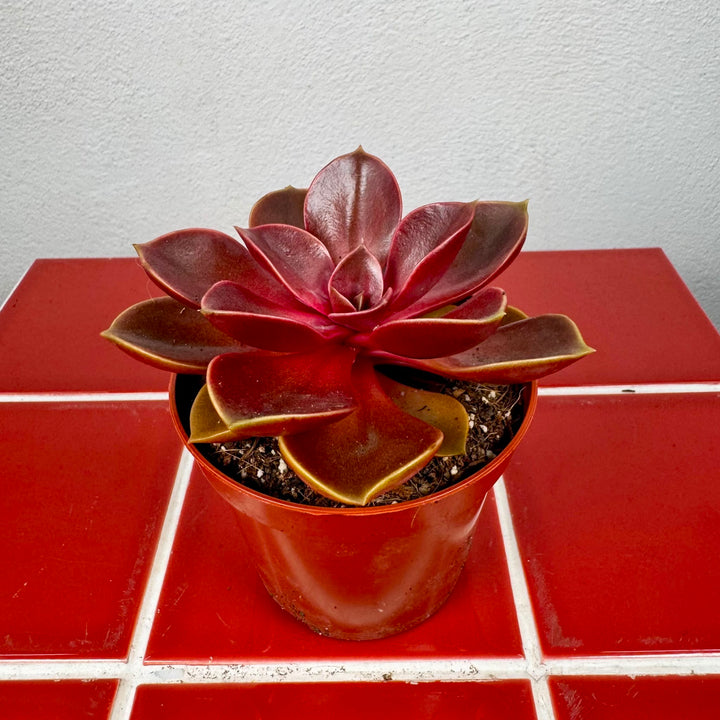 Echeveria 'Magic Red'