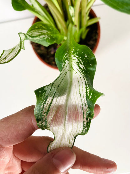 variegated zantedeschia - Frozen Queen