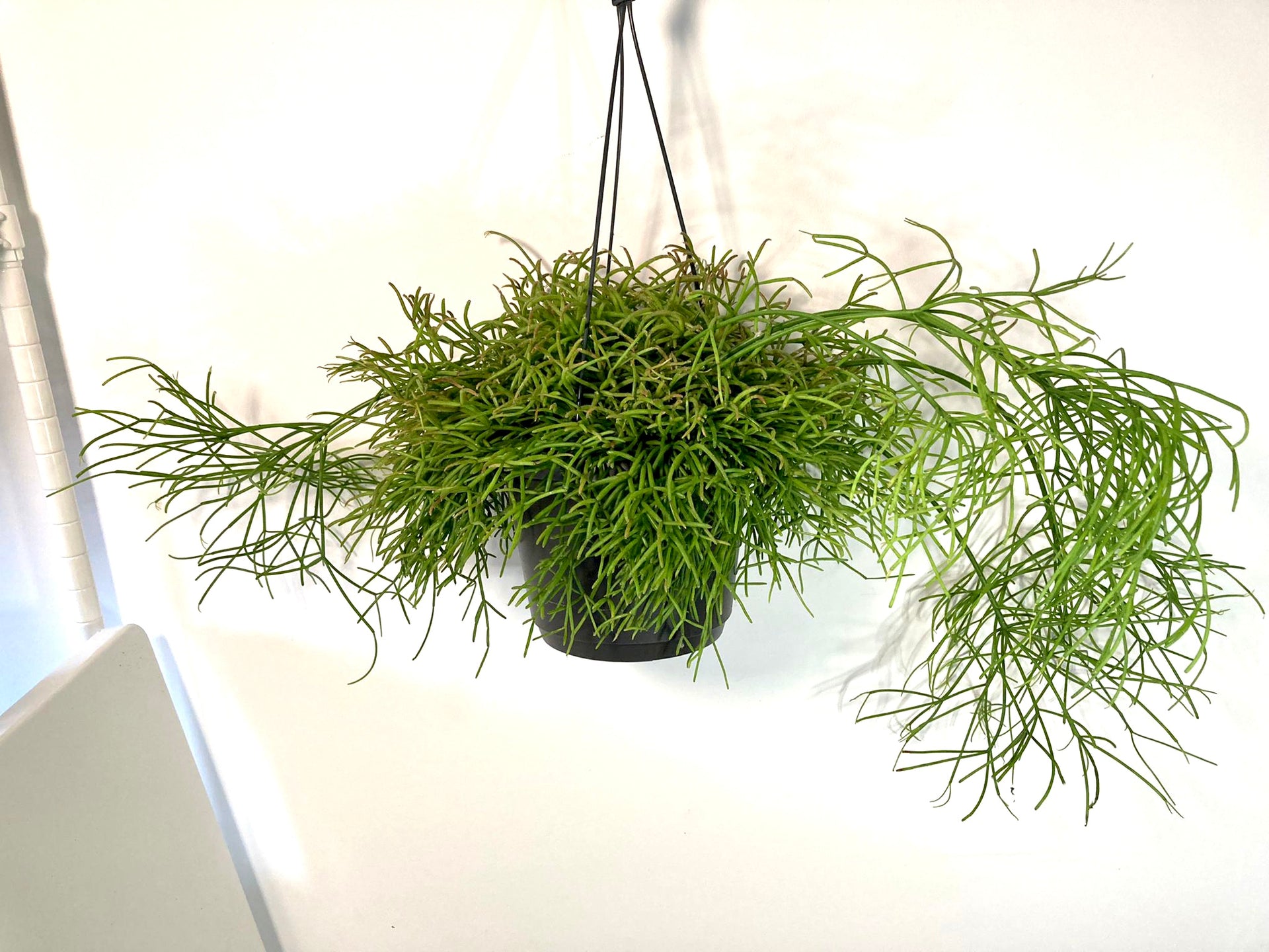 Rhipsalis baccifera 'Oasis' - Mistletoe Cactus – Plant Studio