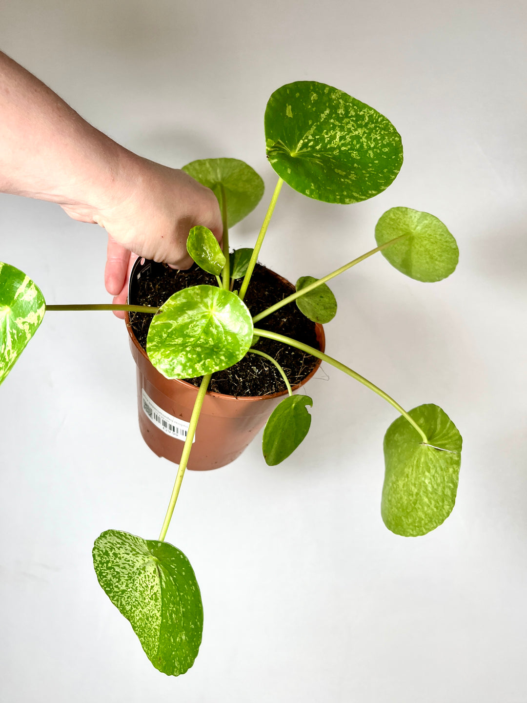 Pilea Peperomoides mojito - varigated