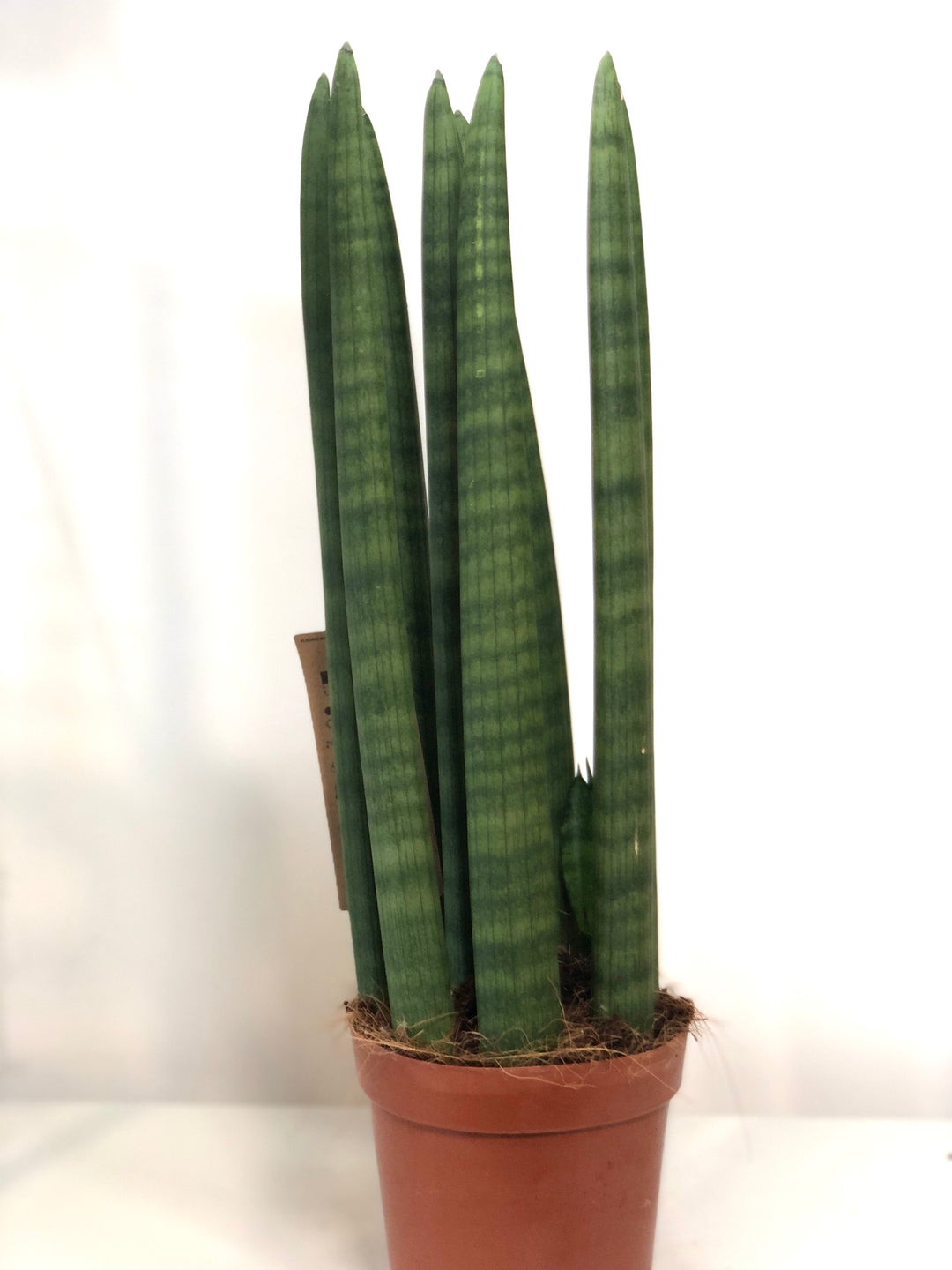 Sansevieria Straight