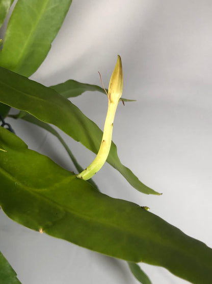 Epiphyllum Pumilum -  White Orchid Cactus