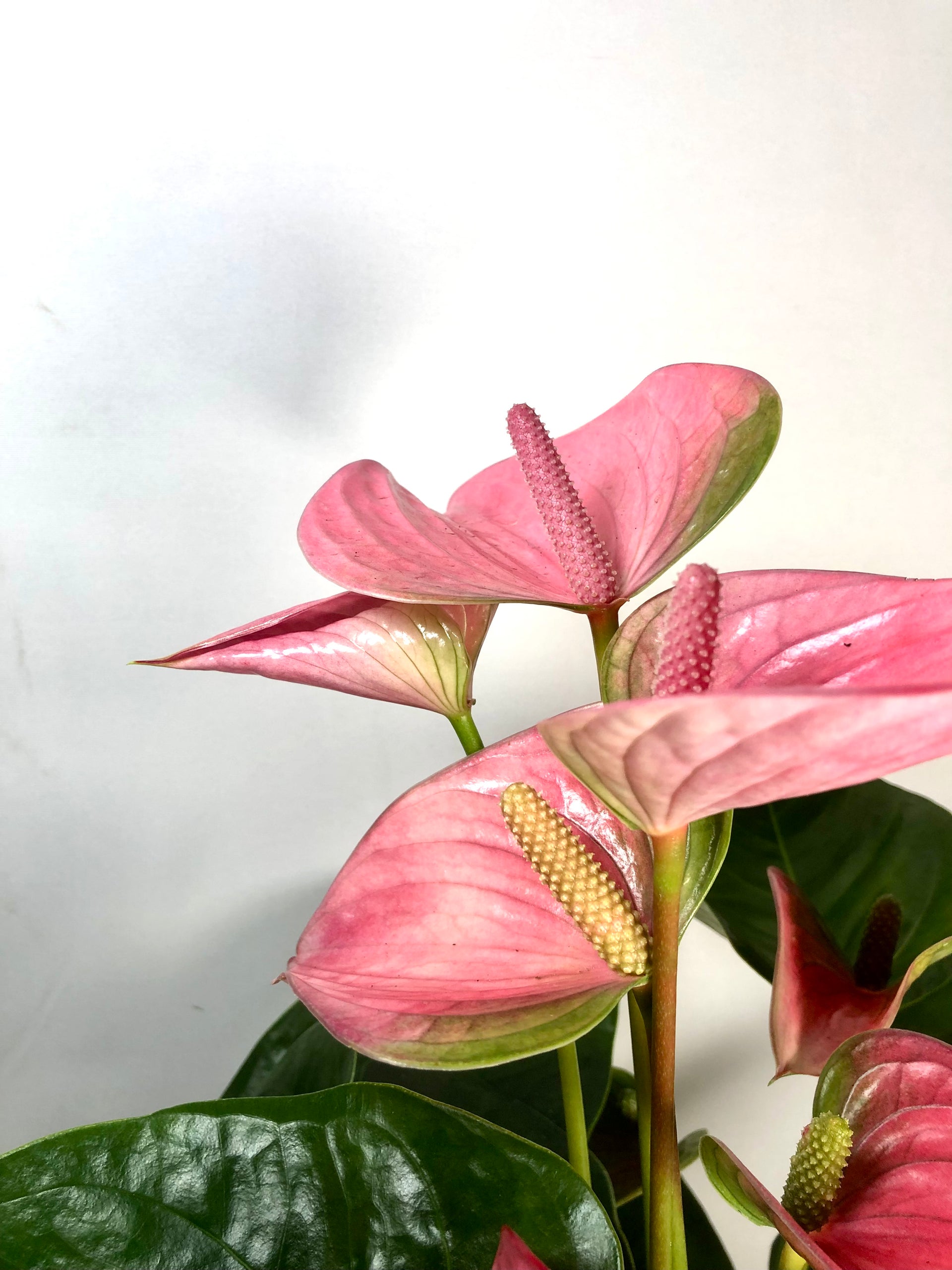 Anthurium andraeanum 'Pink Champion'