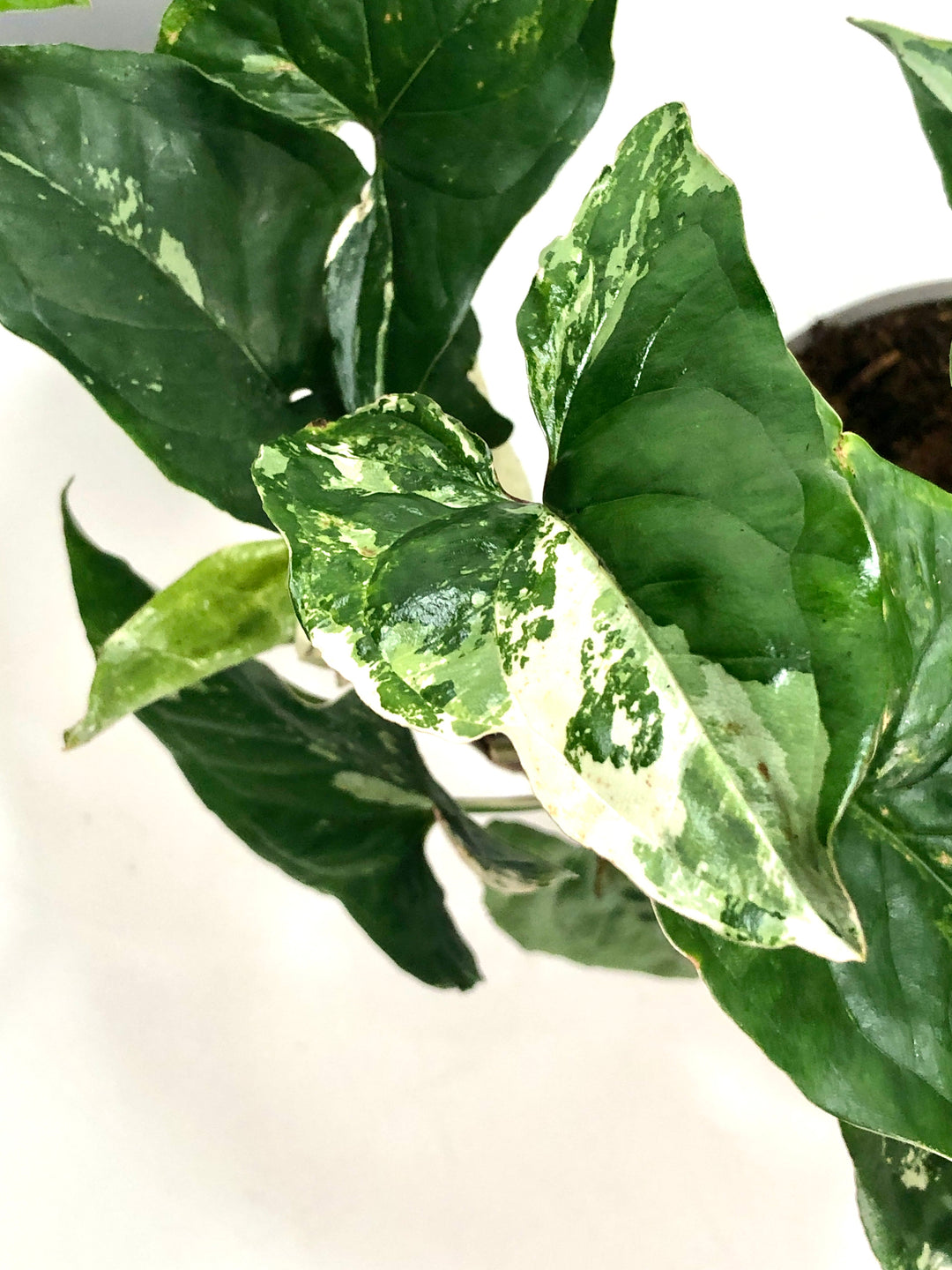Syngonium Albo