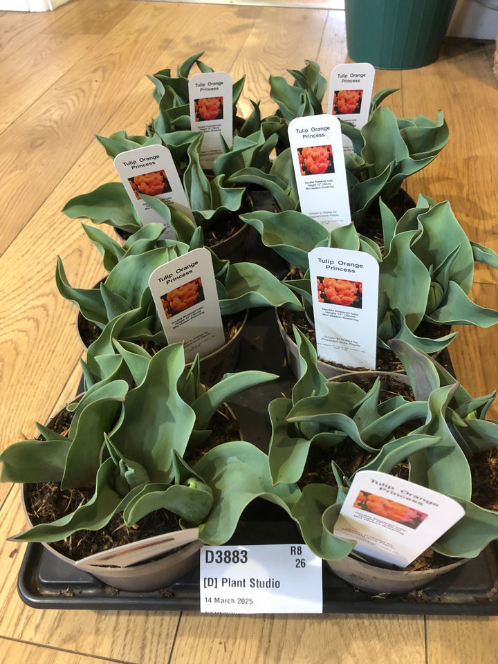Tulips Orange Princess English Grown