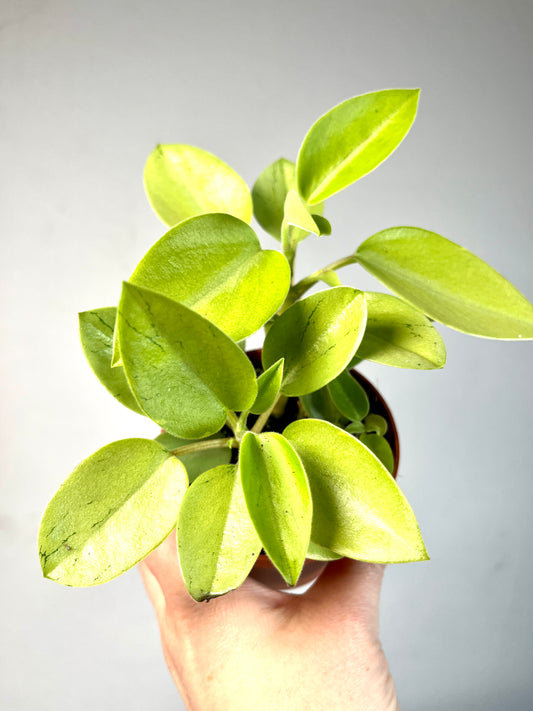 Peperomia Pixie Varigated