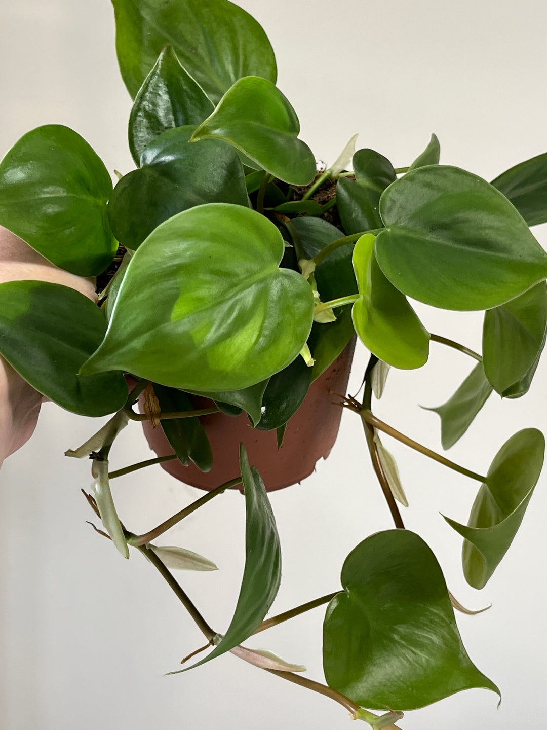 philodendron scandens trailing Philodendron Scandens